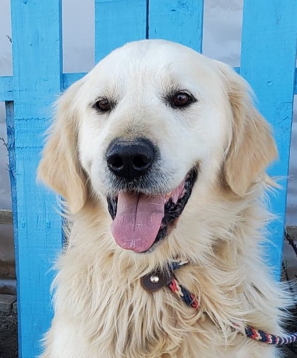 *ADOPTED* <br> Chive